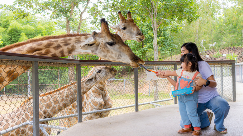 Mother and daughter feeding a giraffe at the zoo.