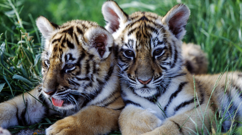Tiger cubs.