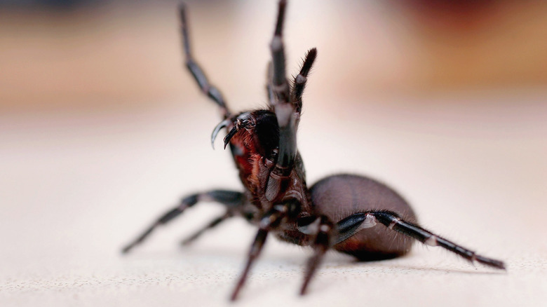 world's deadliest spider the Sydney funnel-web