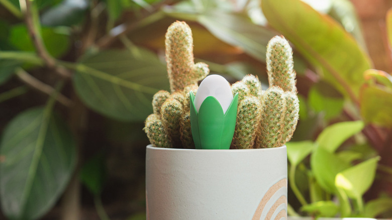 Flora Pod sitting in a potted plant