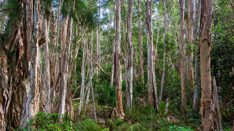 Melaleuca quinquenervia trees seen in Florida