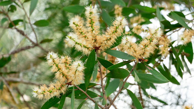 flowers of the Melaleuca quinquenervia tree