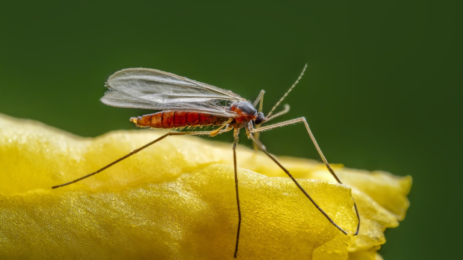 These Tiny Bugs Are Having A Huge Effect On Florida's 100-Year-Old Tree Infestation