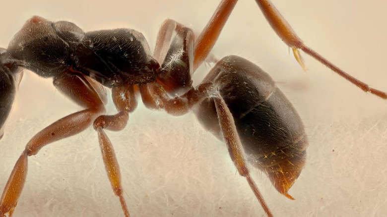 A close-up shot of an Asian needle ant's back with its stinger visible.