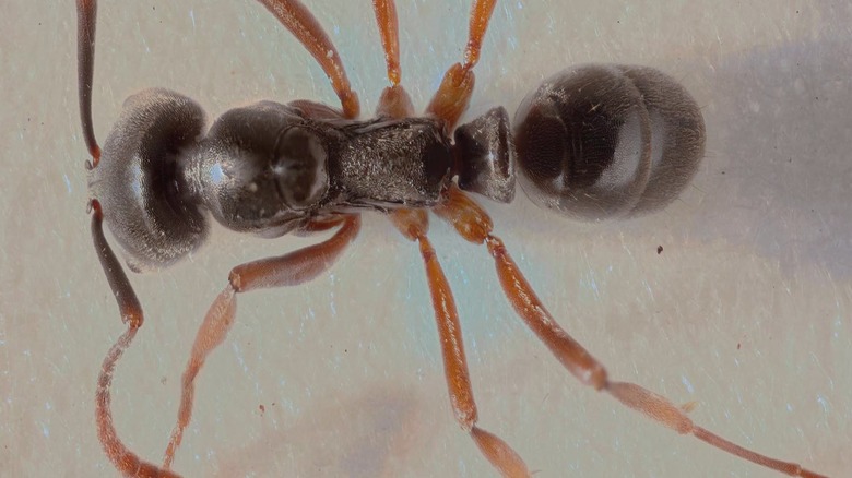 A dorsal view of an Asian needle ant.