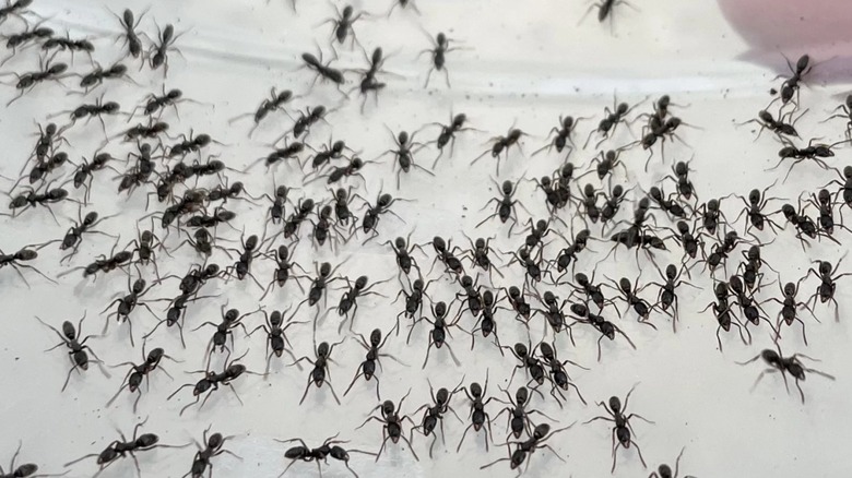A swarm of Asian needle ants on a table.