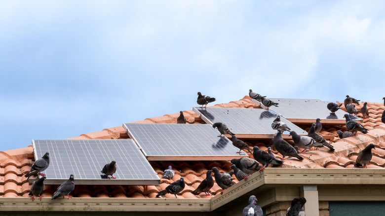 Pigeons on a solar panelled roof