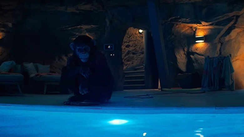 Still of the Chimp Ben from the movie Primate.