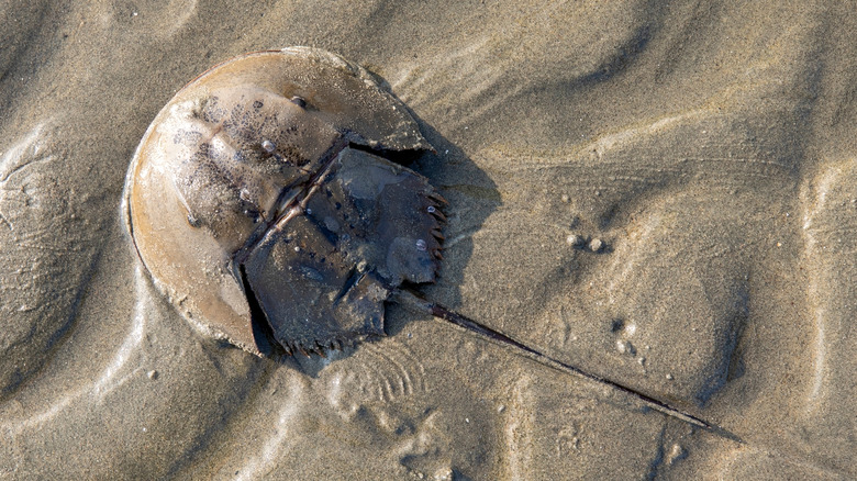 A horseshoe crab on the beach