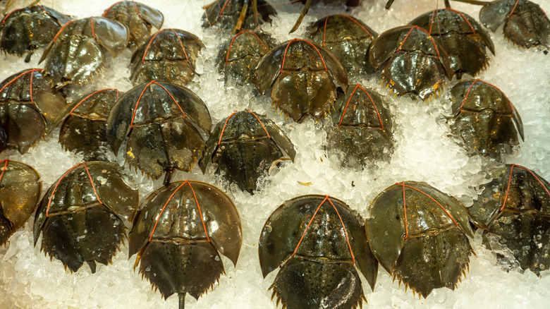 Horseshoe crabs on ice