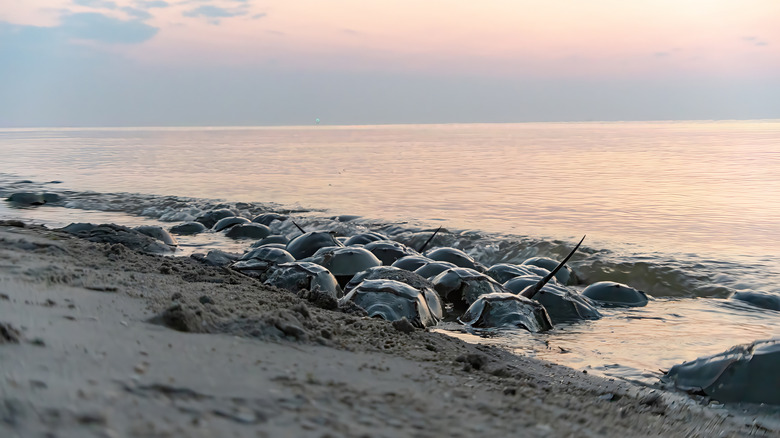 Horseshoe crabs clustered along the beach