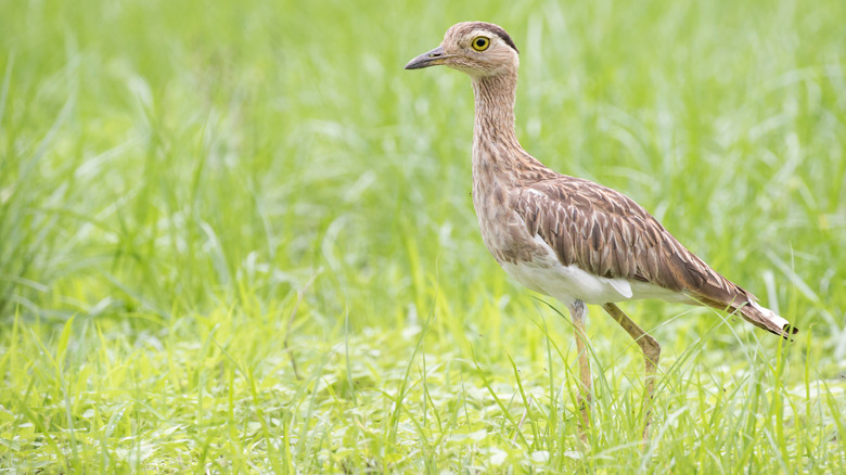 A double-striped thick-knee walking in green grass.