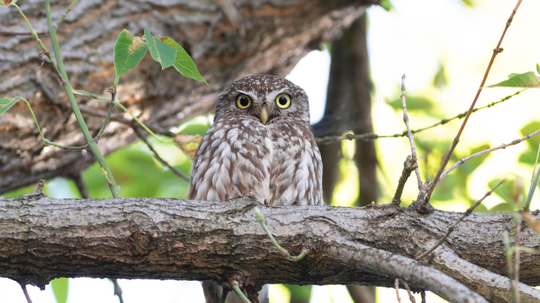 An owl sitting in a tree