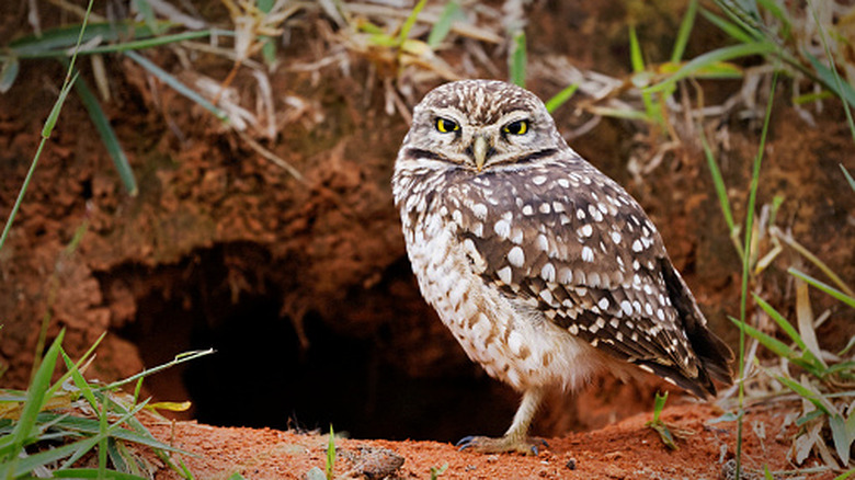 A burrowing owl in front of a burrow