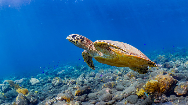 Side view of a Hawksbill Sea Turtle
