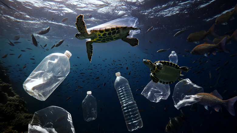 Plastic bottles floating in the ocean