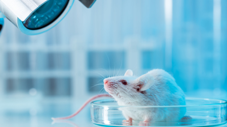 a small white mouse in a lab environment