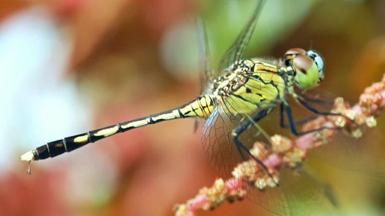 green and black dragonfly perched on a branch