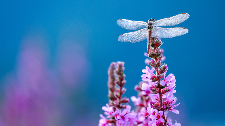 a dragonfly insect perched on a purple flower