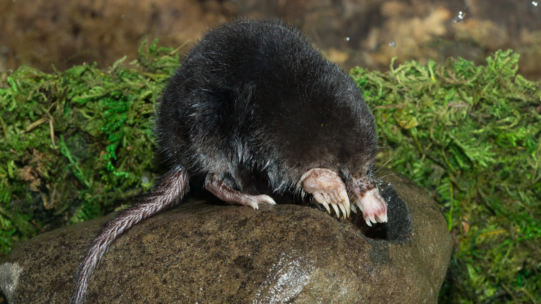 star-nosed mole sniffing around a rock