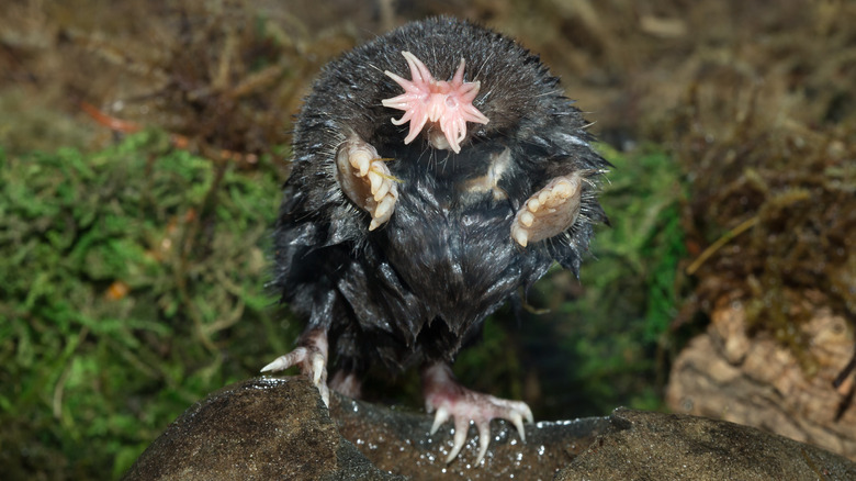star-nosed mole on hind legs