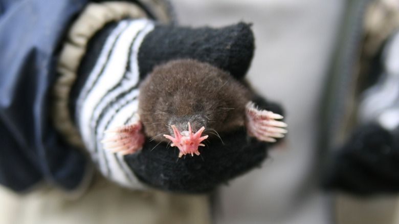 person holding star-nosed mole
