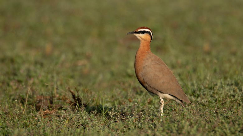 Jerdon's courser in a field standing in the open.