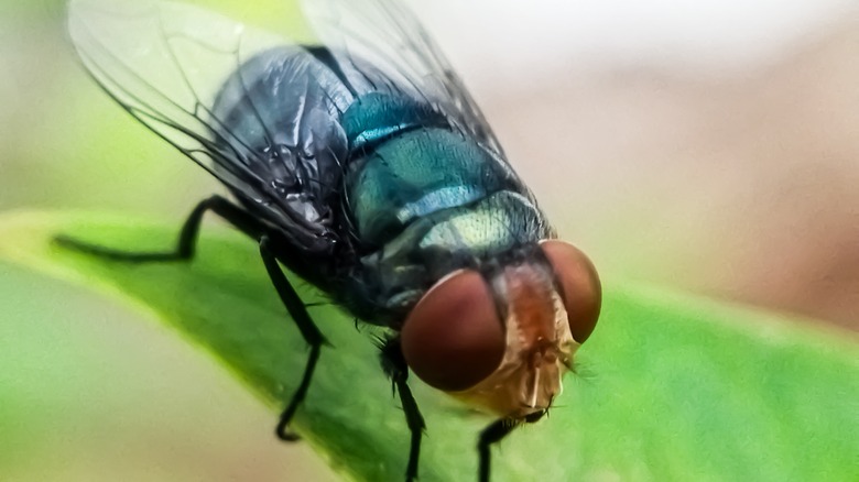 Photo of a screwworm fly
