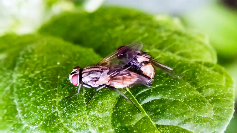 Image of multiple screw worm flies