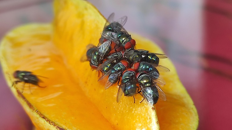 Several screw worm flies on a fruit