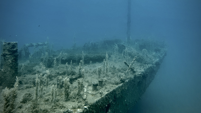 A shipwreck shown covered in marine vegetation