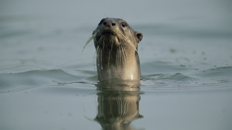 Smooth coated otter sticking its head out of water