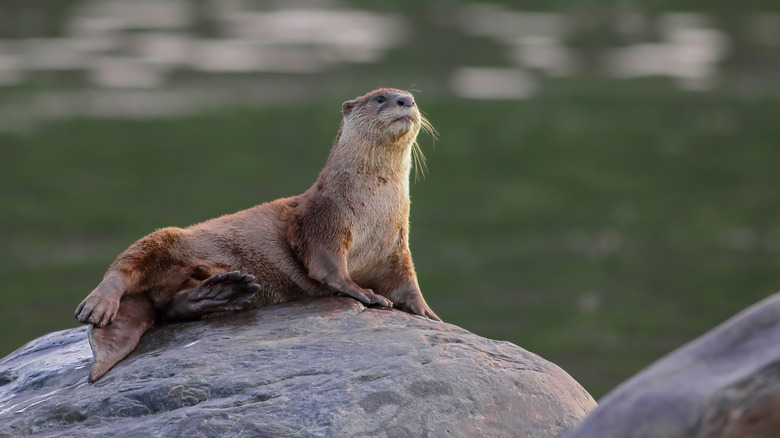 the elusive smooth-coated otter species