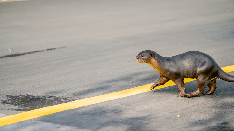a smooth-coated otter crossing the road