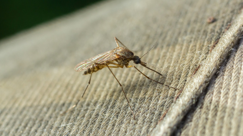 A closeup of a mosquito