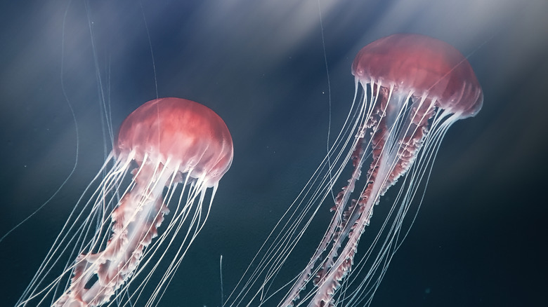 two jellyfish swimming through the ocean with a space-like background