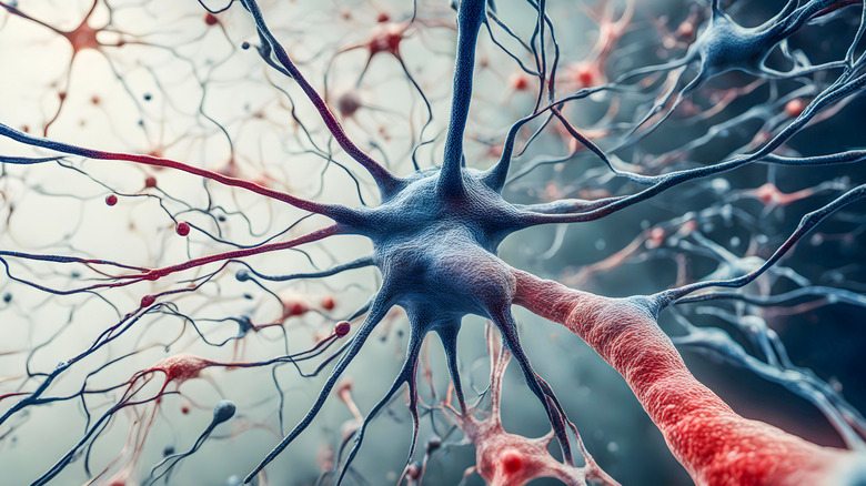 An illustration of the brain's neuron system.