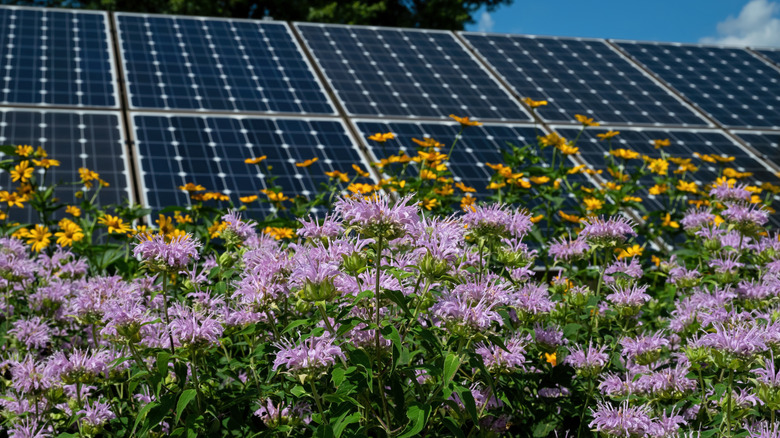 Wildflowers growing in front of a solar panel array