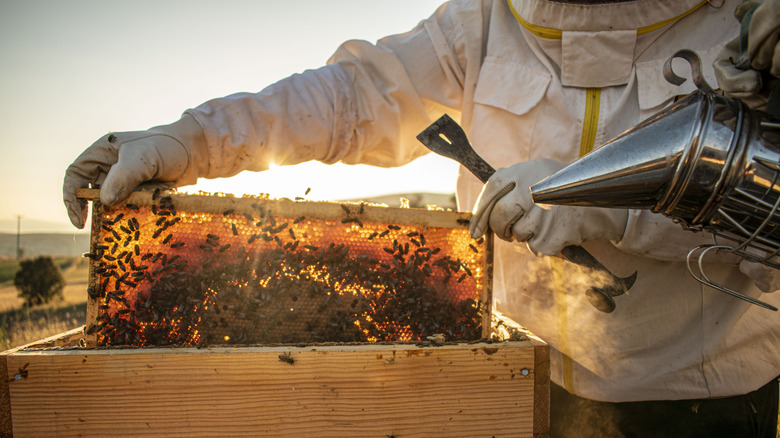 A beekeeper managing a hive in the sunlight