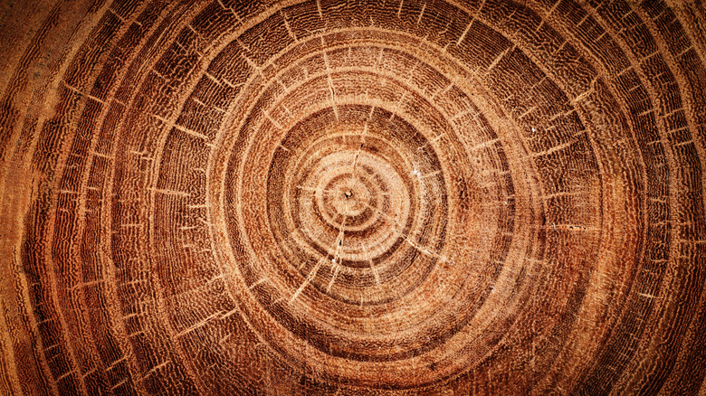 Tree rings inside a tree trunk