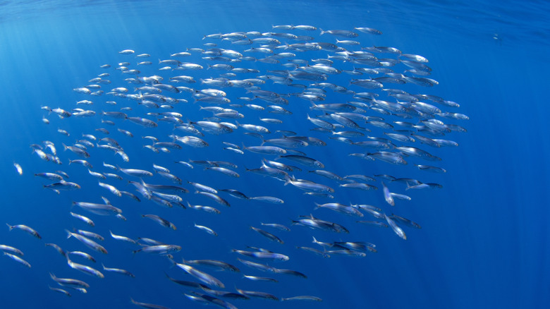 Fish swimming in the ocean