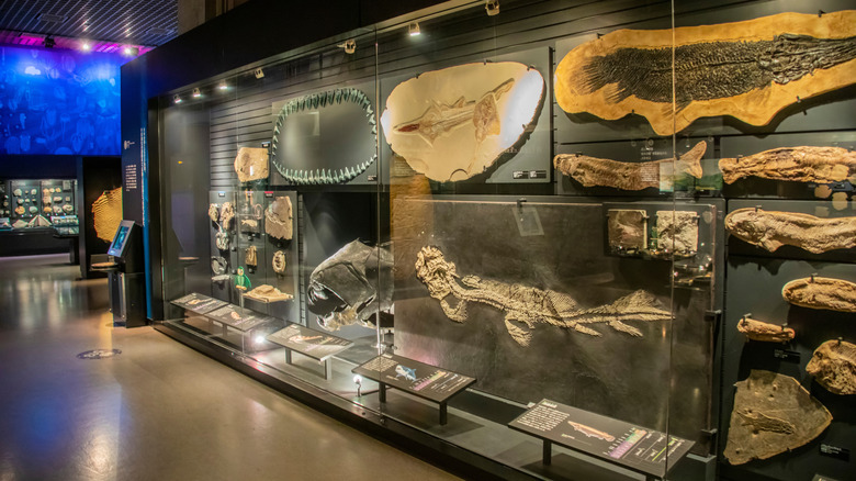 Fossils depicting the evolution of fish at a museum