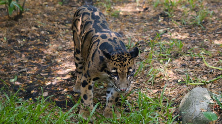 a Bornean clouded leopard in a grassy clearing