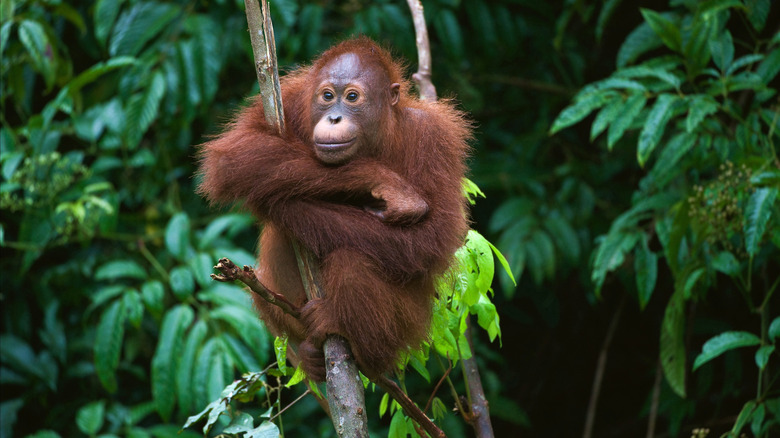 an orangutan in a tree in Borneo, Indonesia