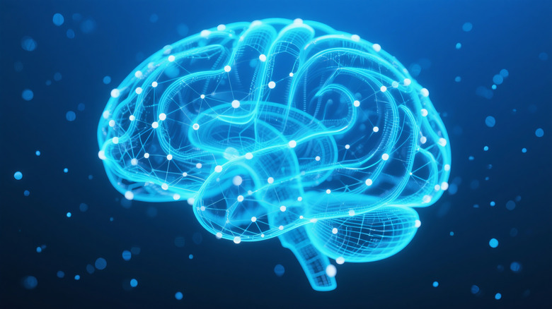 image of the human brain