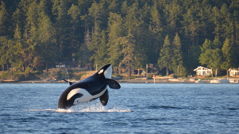 An endangered Southern Resident Killer Whale, an icon of the Pacific Northwest, breaches near Henry Island in Washington State.