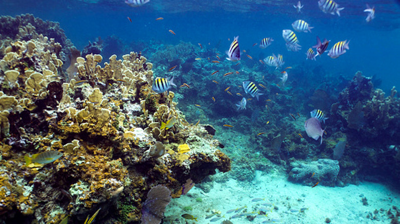 coral reefs near Jamaica