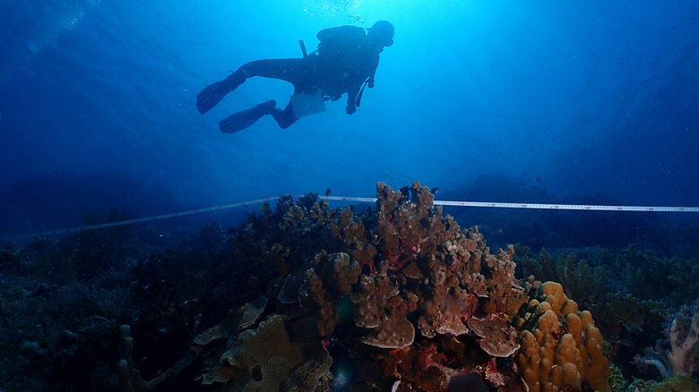 scuba diver monitoring a coral reef in the deep ocean