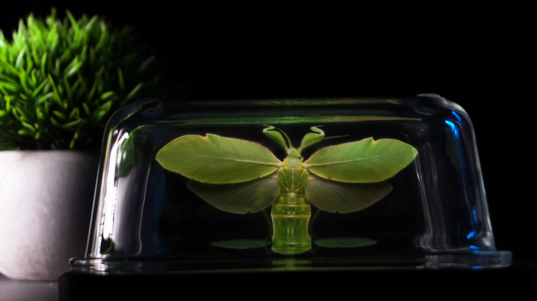 A green insect appearing as a 3D hologram illusion inside a clear glass dish