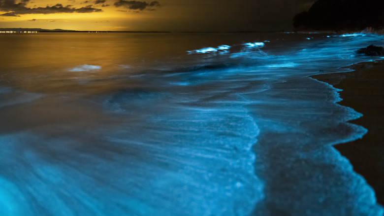 Bioluminescence visible on a beach in Austrailia.
